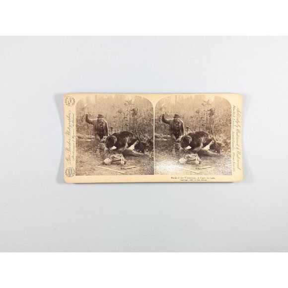 Antique Stereoview card of a Bear Attack "Perils of the Wilderness" Prize - Picture 2 of 9